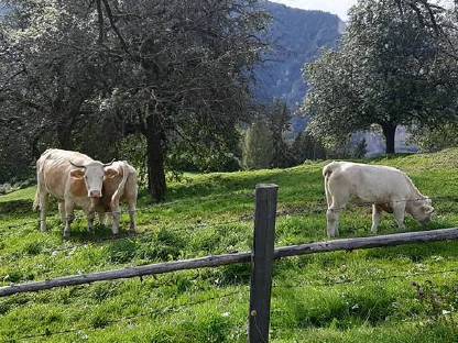 Einsteller Stier und Kalbin zu verkaufen, BIO
