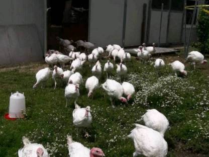 Bild 3:Regionales Putenfleisch