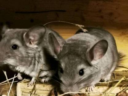 Kleintiere: Chinchilla gebraucht kaufen - Landwirt.com