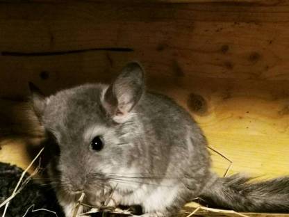 Kleintiere: Chinchilla gebraucht kaufen - Landwirt.com