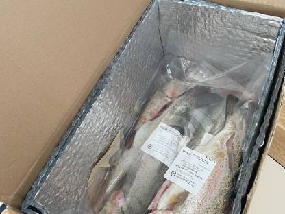 Bild 3:Frische Fisch Forelle (inkl. Versand)