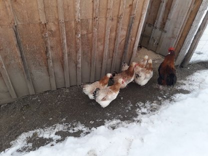 Bild 3:Reinrassige Sulmtaler