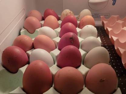 10 Hühner Eier