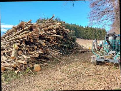 Bild 7:Holzschlägerung / -bringung