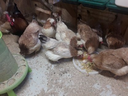 Bild 2:Reinrassige Sulmtaler