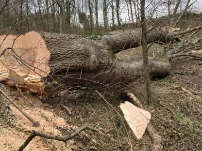 Bild 6:Holzschlägerung / -bringung
