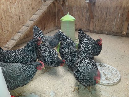 Bild 2:Amrockhühner