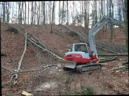 Bild 8:Holzschlägerung / -bringung
