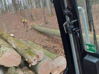 Bild 3:Holzschlägerung / -bringung