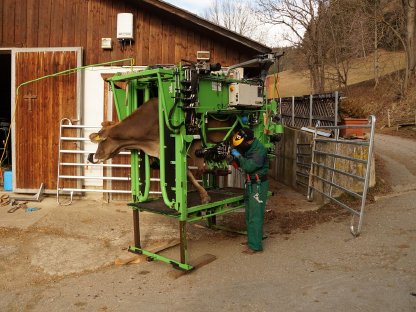 Bild 2:Zoasa´s Pediküre Klauenpflege im Raum Murtal/Murau