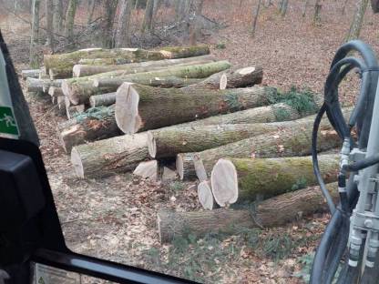 Bild 4:Holzschlägerung / -bringung