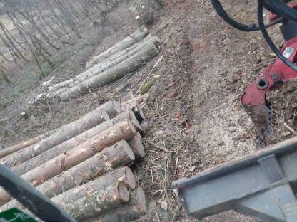 Bild 5:Holzschlägerung / -bringung