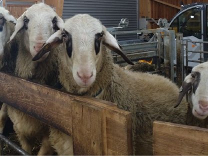 Kärntner Brillenschaf Widder BIO-Betrieb / Herdebuchzucht