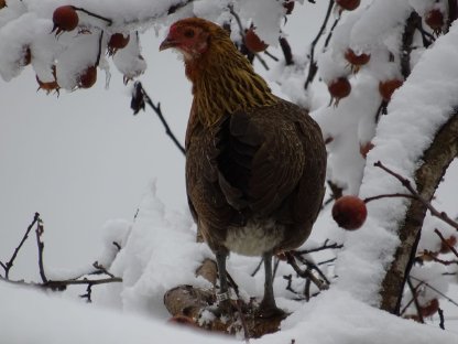 Bild 2:Deutsches Buschhuhn