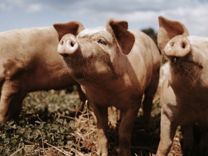 Bild 3:Freilandschweine regionales Schweinefleisch ab Hof, OÖ
