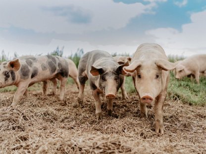 Bild 2:Freilandschweine regionales Schweinefleisch ab Hof OÖ