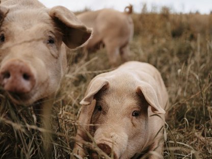 Freilandschweine regionales Schweinefleisch ab Hof, OÖ