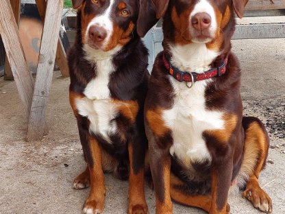 Bild 8:Appenzeller Sennenhund Deckrüde Maui