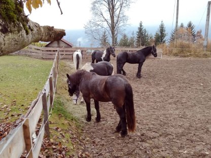 Bild 2:Einstellplatz Oberkärnten - Paddockbox, Nähe Spittal