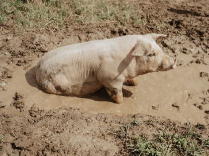 Bild 4:Freilandschweine regionales Schweinefleisch ab Hof, OÖ