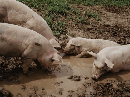 Bild 6:Freilandschweine regionales Schweinefleisch ab Hof OÖ