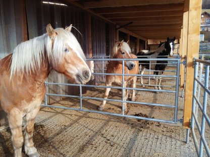 Bild 6:Einstellplatz Oberkärnten - Paddockbox, Nähe Spittal
