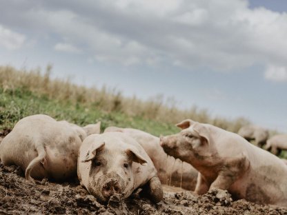 Bild 5:Freilandschweine regionales Schweinefleisch ab Hof OÖ