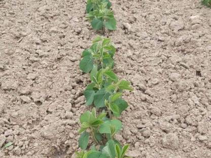 Bild 2:Übernehme Lohnhacken 45cm