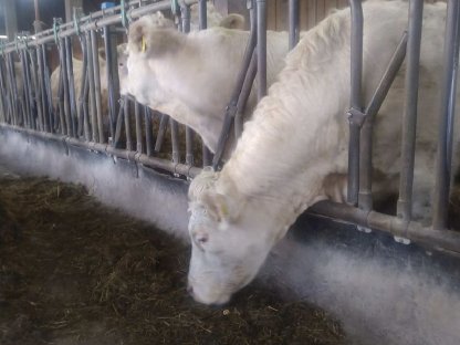 Bio Charolais Rinder