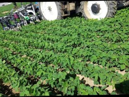 Bild 3:Übernehme Lohnhacken 45cm