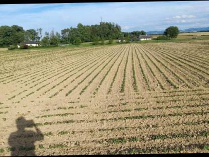 Bild 7:Übernehme Lohnhacken 45cm