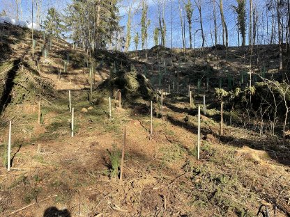 Bild 7:Forstdienstleistung Gruber