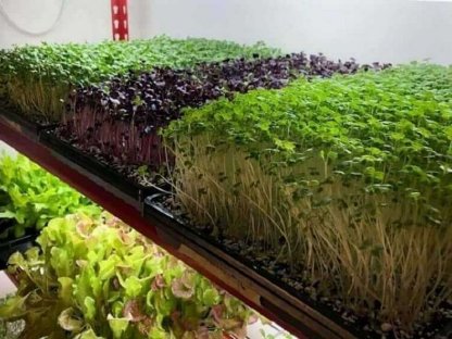 Bild 2:Mikrogrüns, Microgreens, Sprossen