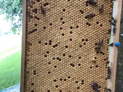 Bild 4:Honig aus dem Mühlviertel