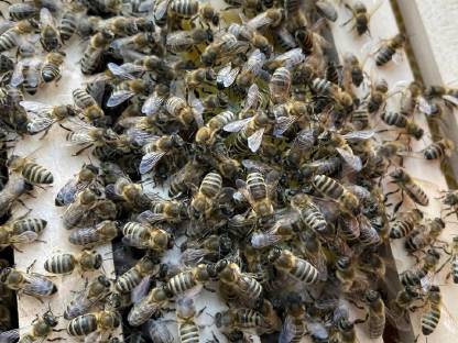 Bienen auf Zander Normal und mini plus