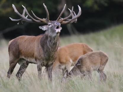 Verkaufe Eigenjagd Oberkärnten