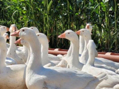 Bild 5:Geflügelhof Werner - Frischgeflügel ab Hof