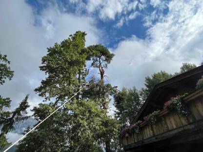 Bild 2:Spezialbaumfällungen, Baumschnitt