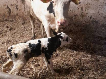 Suche Holstein Kalbinnen/Kühe