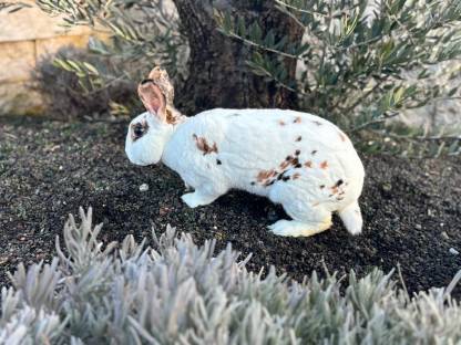 Hase,Kaninchen Dalmatina Rex 3 Färbig