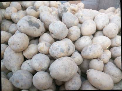 Saukartoffeln zu verkaufen