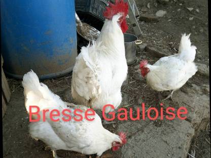 Bresse Gauloise