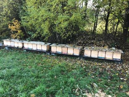 Bild 3:Honig aus dem Mühlviertel