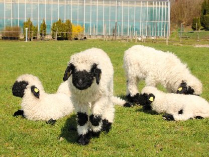 Bild 2:Walliser Schwarznasen Auen und Widder