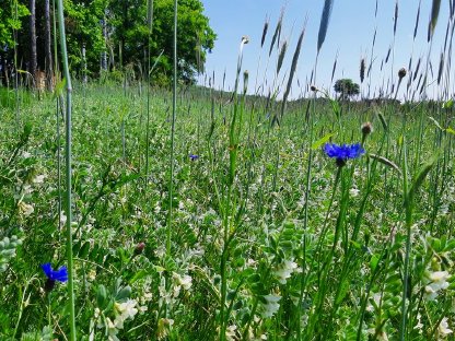 Bild 4:Bio Honig, Wachs, Bienenvölker