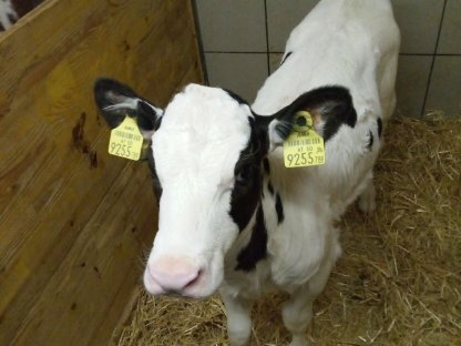 Holstein Friesian Zuchtkalb