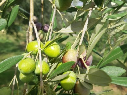 "Maur" - extra virgin olive oil Istria