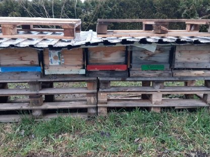 Verkaufe Bienenvölker