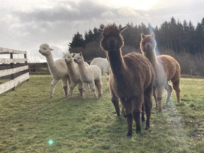 Bild 2:Alpaka Stuten, Jungstute