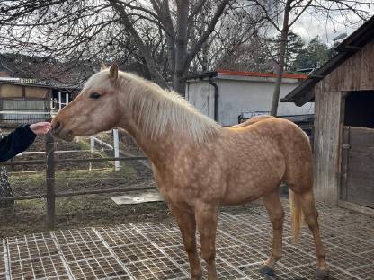 Quarter Horse Hengst/Wallach